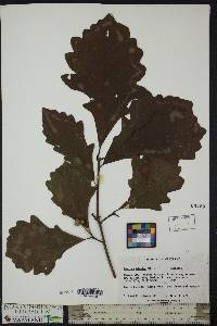 Quercus bicolor image