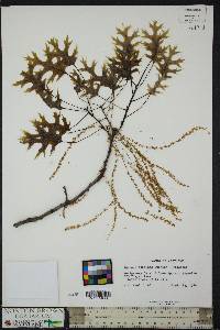 Quercus coccinea image