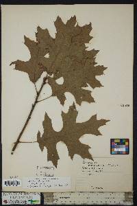 Quercus coccinea image