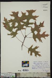 Quercus coccinea image