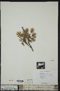 Quercus coccinea image