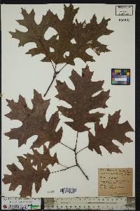 Quercus coccinea image