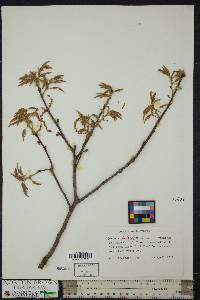 Quercus coccinea image