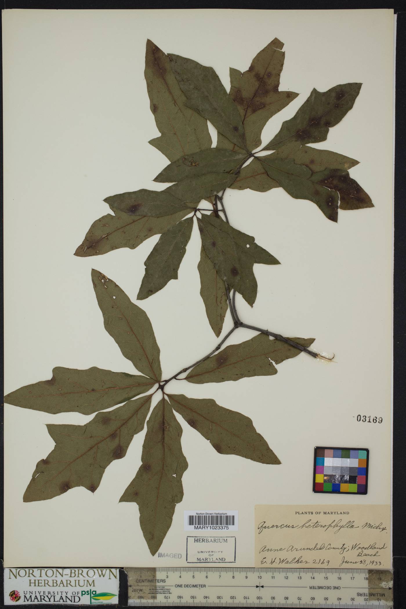 Quercus cerris image