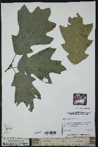 Quercus ilicifolia image