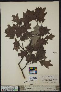 Quercus ilicifolia image