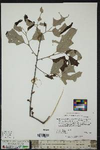 Quercus ilicifolia image