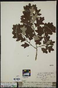 Quercus ilicifolia image