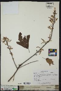 Quercus ilicifolia image