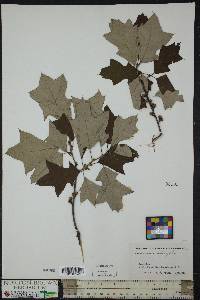 Quercus ilicifolia image