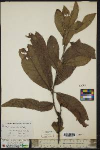 Quercus imbricaria image