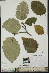 Quercus montana image