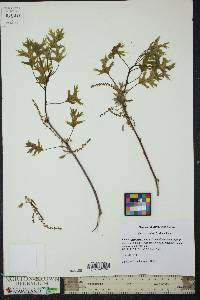 Quercus palustris image