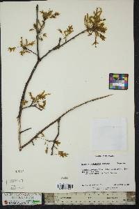 Quercus palustris image