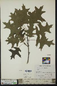 Quercus palustris image