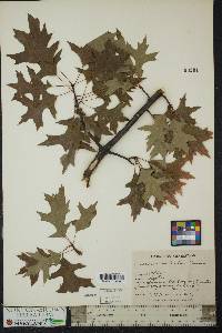 Quercus palustris image