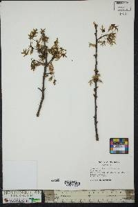 Quercus palustris image