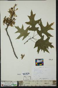 Quercus palustris image