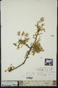 Quercus palustris image