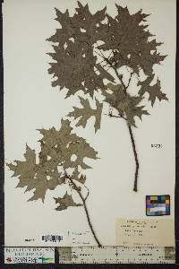 Quercus palustris image