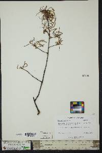 Quercus phellos image