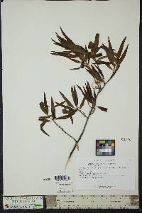 Quercus phellos image