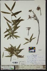 Quercus phellos image