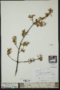 Quercus phellos image