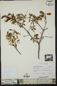 Quercus prinoides image