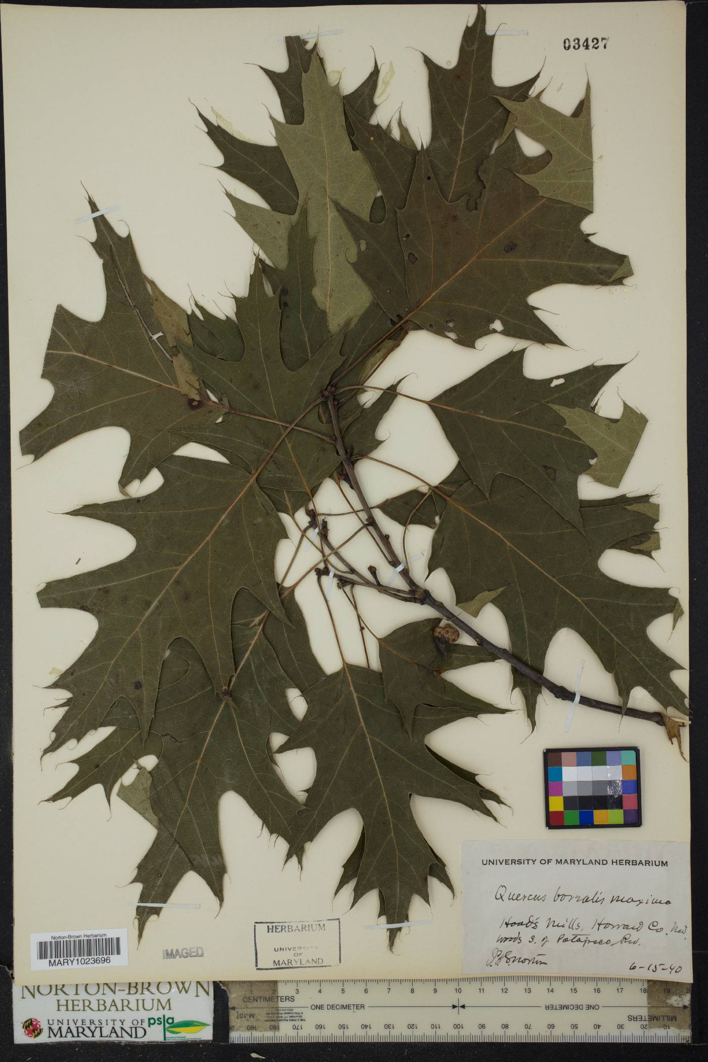 Quercus borealis image