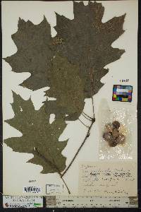 Quercus rubra var. borealis image