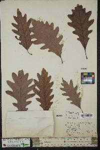 Quercus × saulii image