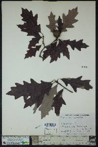 Quercus lyrata image