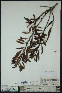 Myrica cerifera image