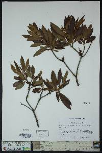 Myrica cerifera image