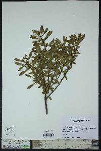 Myrica cerifera image