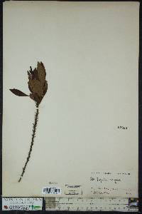 Myrica cerifera image