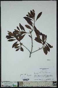 Myrica cerifera image