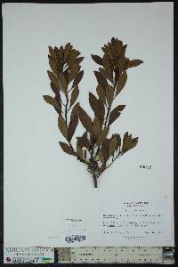 Myrica cerifera image