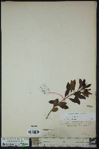 Myrica cerifera image