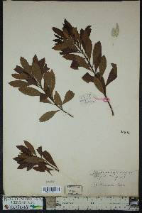 Myrica cerifera image