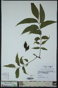 Carya illinoinensis image