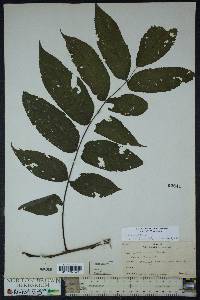 Juglans cinerea image