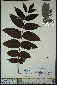 Juglans cinerea image