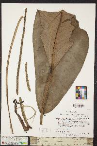 Anthurium ramonense image