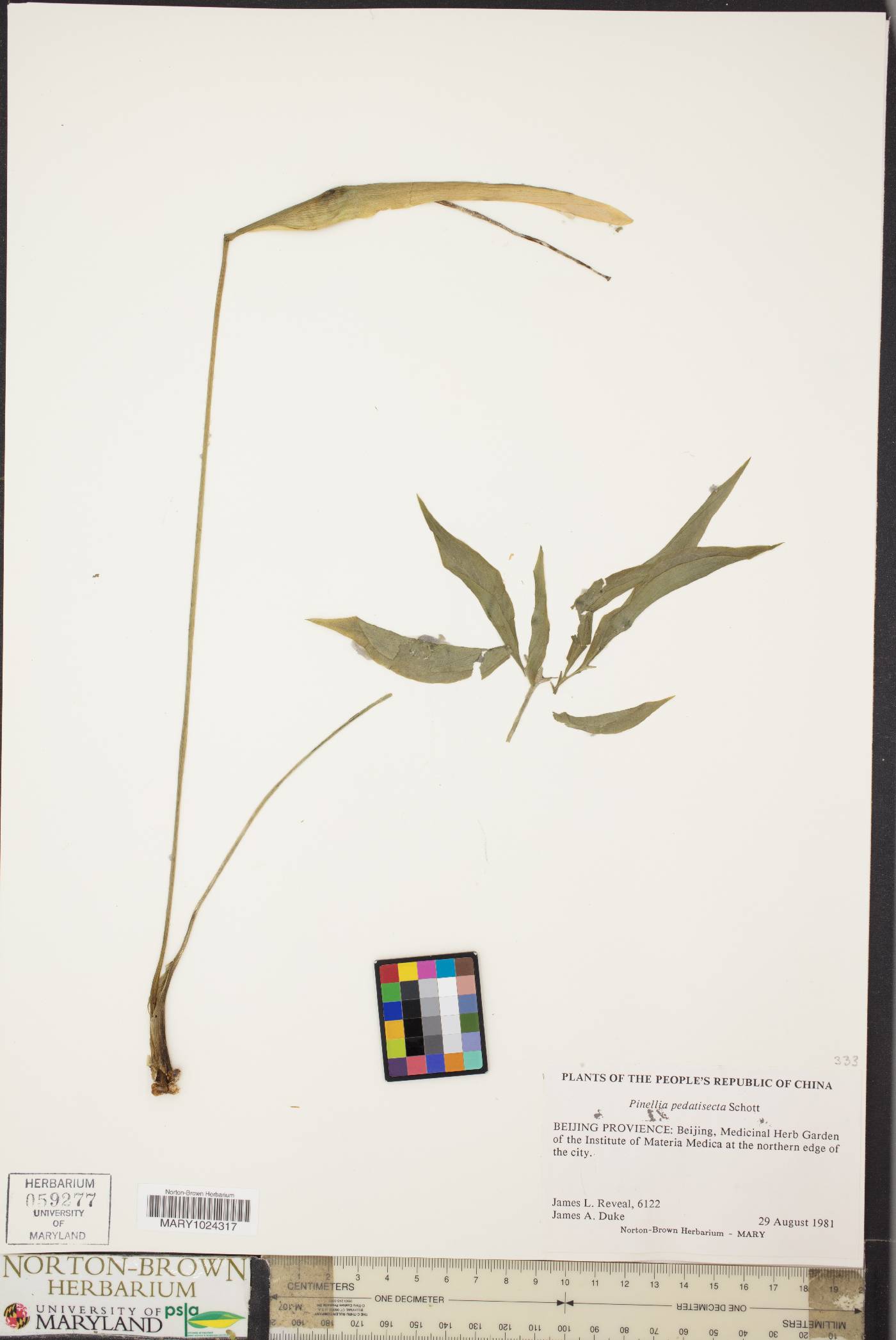 Pinellia pedatisecta image