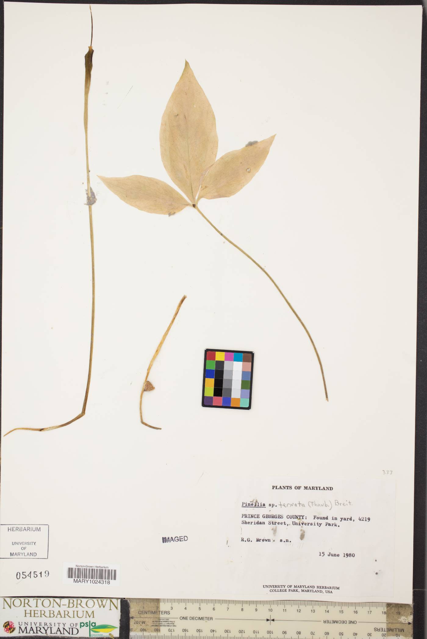 Pinellia ternata image