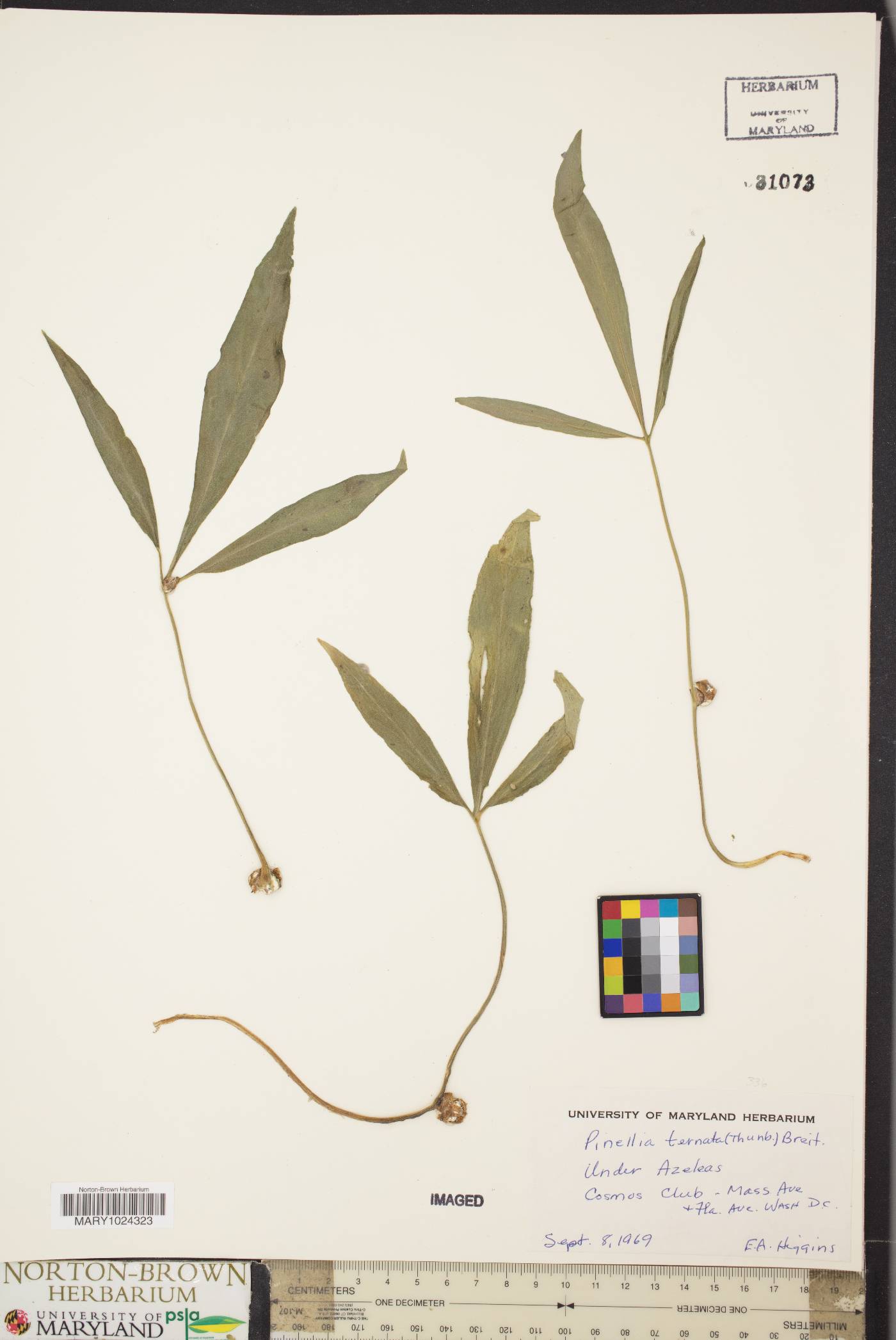 Pinellia ternata image