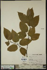 Betula alleghaniensis image