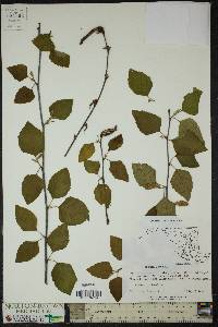 Betula lenta image